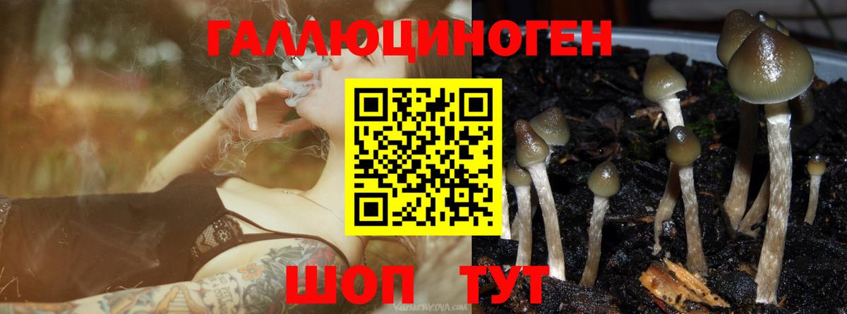 Псилоцибиновые грибы прущие грибы  как найти наркотики  Новошахтинск  Вход с VPN 